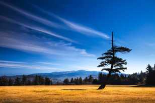 Cape Blanco Lone Pine-3462 Cape Blanco Lone Pine-3462